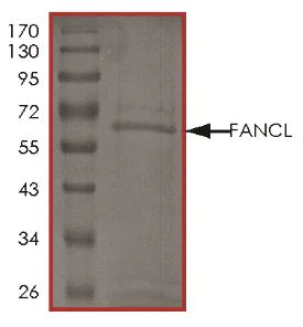 SDS-PAGE - Recombinant Human FANCL protein (Tagged) (AB268550)