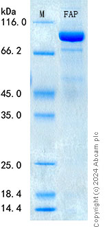 SDS-PAGE - Recombinant Human FAP Protein Standard (His tag) (AB316637), expandable thumbnail