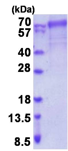 SDS-PAGE - Recombinant Human FARSLB protein (denatured) (AB202202), expandable thumbnail