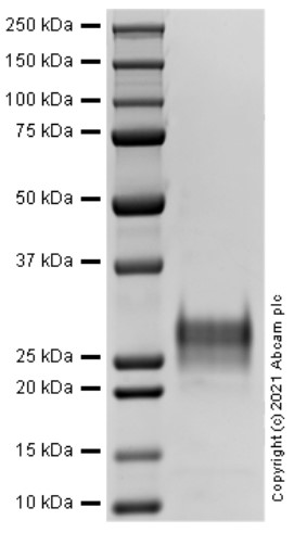 SDS-PAGE - Recombinant Human Fas Ligand Protein (AB283899)