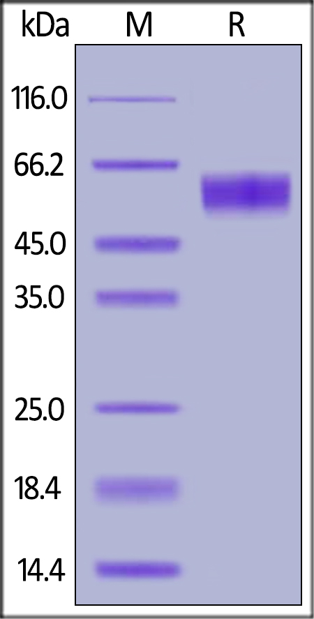SDS-PAGE - Recombinant human Fas protein (AB155635), expandable thumbnail