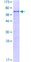 SDS-PAGE - Recombinant Human Fas protein (GST tag N-Terminus) (AB131871)