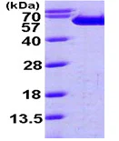 SDS-PAGE - Recombinant Human Fascin protein (AB99240)