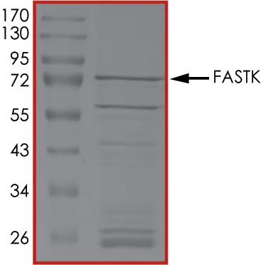 SDS-PAGE - Recombinant human FASTK protein (AB131693)