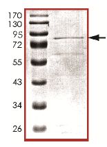 Recombinant human FASTK protein
