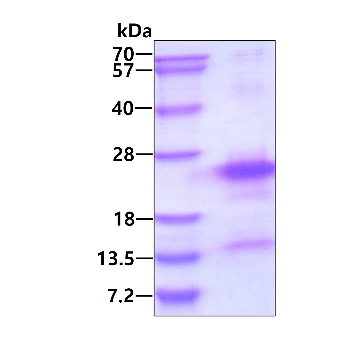 SDS-PAGE - Recombinant Human FAT10 protein (His tag N-Terminus) (AB113594)