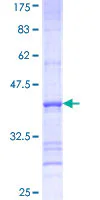 SDS-PAGE - Recombinant Human FATP3 protein (GST tag N-Terminus) (AB161234)