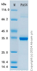 SDS-PAGE - Recombinant Human Fatty Acid Synthase Protein Standard (His tag) (AB316478), expandable thumbnail