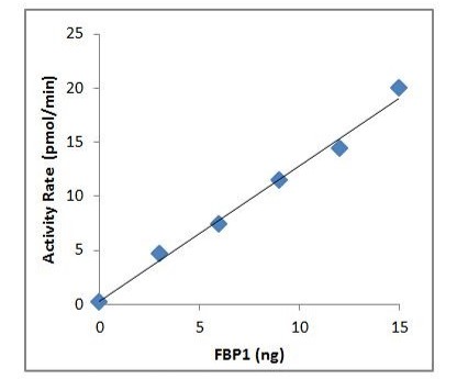 Functional Studies - Recombinant human FBP1 protein (Active) (AB286057)