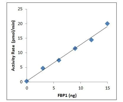Functional Studies - Recombinant human FBP1 protein (Active) (AB286057)