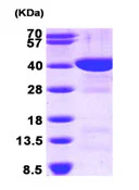 SDS-PAGE - Recombinant Human FBP1 protein (AB89244)