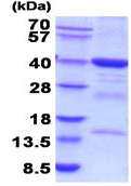 SDS-PAGE - Recombinant human FBP2 protein (AB208316), expandable thumbnail