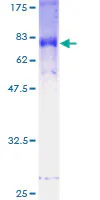 SDS-PAGE - Recombinant Human FBXL2 protein (GST tag N-Terminus) (AB161801)