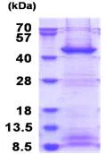 SDS-PAGE - Recombinant Human FBXO2 protein (His tag N-Terminus) (AB180282)