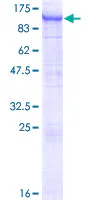 SDS-PAGE - Recombinant Human FBXO42 protein (GST tag N-Terminus) (AB162741)