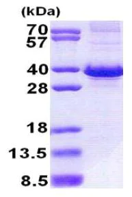 SDS-PAGE - Recombinant Human FbxO6 protein (denatured) (His tag N-Terminus) (AB167876)