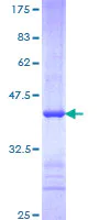 SDS-PAGE - Recombinant Human Fbxw7 protein (AB163053)