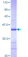 SDS-PAGE - Recombinant Human Fbxw7 protein (GST tag N-Terminus) (AB163053)