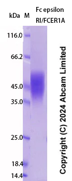 SDS-PAGE - Recombinant Human Fc epsilon RI/FCER1A Protein Standard (His tag) (AB323013)