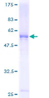 SDS-PAGE - Recombinant Human FCN3 protein (GST tag N-Terminus) (AB160086)