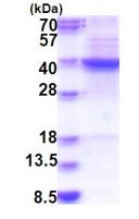 SDS-PAGE - Recombinant Human FDFT1 protein (denatured) (AB183258), expandable thumbnail
