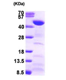 SDS-PAGE - Recombinant Human FEN1 protein (AB95382)