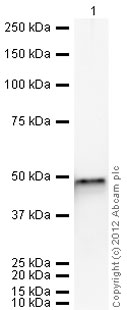 Western blot - Recombinant Human FEN1 protein (AB95382)