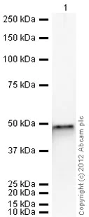 Western blot - Recombinant Human FEN1 protein (AB95382)