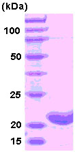 SDS-PAGE - Recombinant Human Ferritin Heavy Chain protein (AB78877), expandable thumbnail