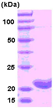 SDS-PAGE - Recombinant Human Ferritin Heavy Chain protein (AB78877)