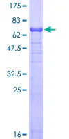 SDS-PAGE - Recombinant Human Fetuin A protein (GST tag N-Terminus) (AB157872)