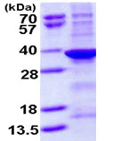 SDS-PAGE - Recombinant Human FGE protein (denatured) (His tag N-Terminus) (AB115708)