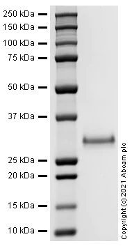 SDS-PAGE - Recombinant Human FGF 23 protein (Active) (AB283482)