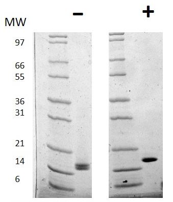 Recombinant human FGF1 protein (Active)