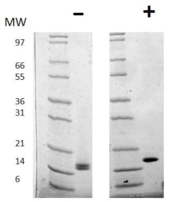 SDS-PAGE - Recombinant human FGF1 protein (Active) (AB269166)