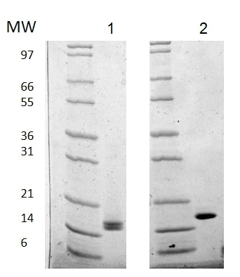 SDS-PAGE - Recombinant human FGF1 protein (Animal Free) (AB222361)
