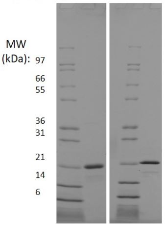 Recombinant human FGF10 protein (Active)