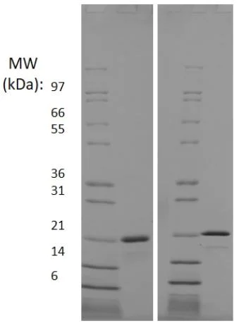 SDS-PAGE - Recombinant human FGF10 protein (Active) (AB218104)