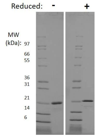 SDS-PAGE - Recombinant human FGF10 protein (Animal Free) (AB218085)