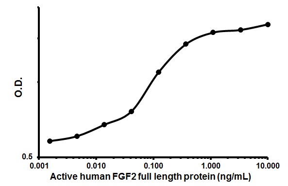 Cellular Activation - Recombinant human FGF2 protein (AB61845)