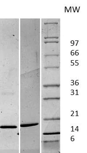 Western blot - Recombinant human FGF2 protein (AB61845)