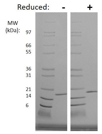 Recombinant human FGF2 protein (Active)