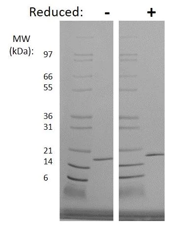 SDS-PAGE - Recombinant human FGF2 protein (Active) (AB269150)