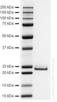 SDS-PAGE - Recombinant human FGF21 protein (Active) (AB283483), expandable thumbnail