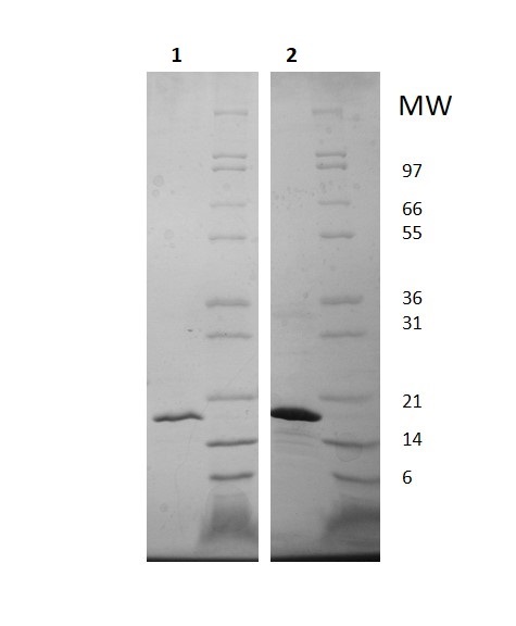 SDS-PAGE - Recombinant Human FGF22 protein (AB255999)