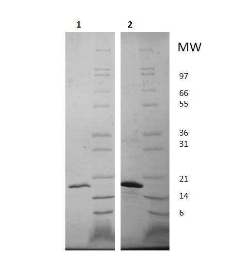 SDS-PAGE - Recombinant Human FGF22 protein (AB255999)
