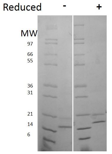 Recombinant human FGF4 protein (Active)