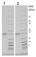 SDS-PAGE - Recombinant human FGF5 protein (Active) (AB219125), expandable thumbnail