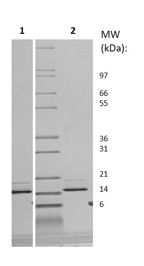 SDS-PAGE - Recombinant human FGF6 protein (Animal Free) (AB256002), expandable thumbnail