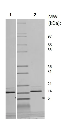 SDS-PAGE - Recombinant human FGF6 protein (Animal Free) (AB256002)